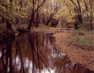 Nature | Cannon River Mural Wallpaper Forests Forests