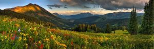 Nature | Crested Butte Wildflowers Wall Mural Flowers Flowers