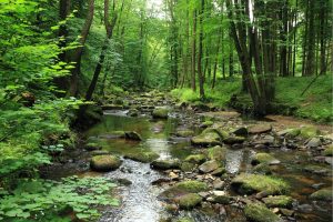 Nature | Forest River Mural Wallpaper Landscapes & Scenic Landscapes & Scenic