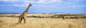 Nature | Giraffe In Maasai Mara Wall Mural Animals Animals