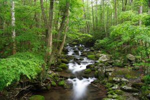 Nature | Great Smoky Mountains National Park Wall Mural Forests Forests