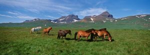 Nature | Horses Standing And Grazing In A Meadow Wall Mural Animals Animals