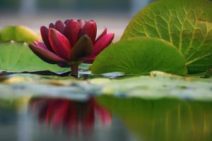 Nature | Lily Reflections III Mural Wallpaper Flowers Flowers