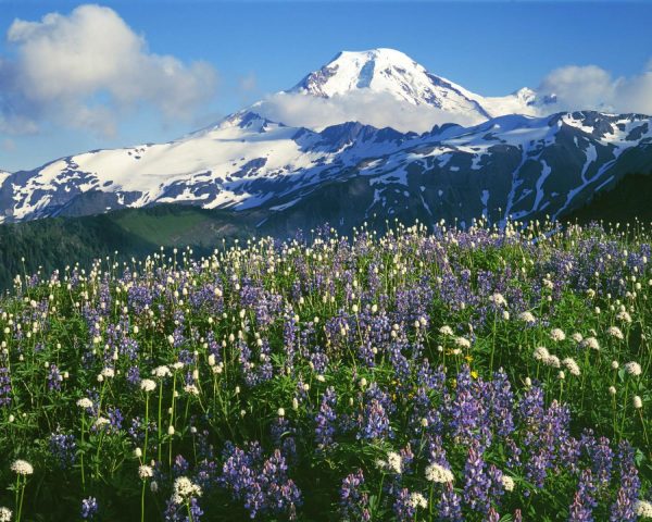 Nature | Mt. Baker Snoqualmie Nat. Forest Meadows Wall Mural Landscapes & Scenic Landscapes & Scenic