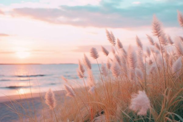 Nature | Pampas Grass On The Beach At Sunset Wall Mural Beach & Tropical Beach & Tropical