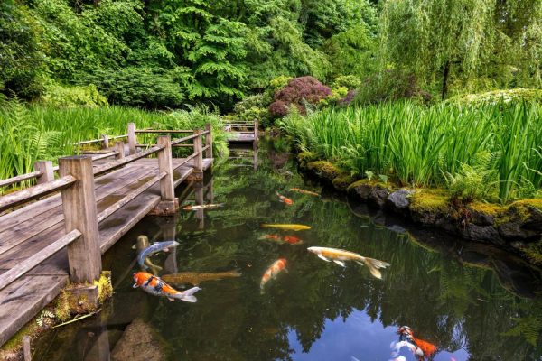 Nature | Portland Japanese Koi Pond Wall Mural Animals Animals