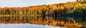 Nature | Reflection Of Trees In Pete’s Lake Wall Mural Forests Forests