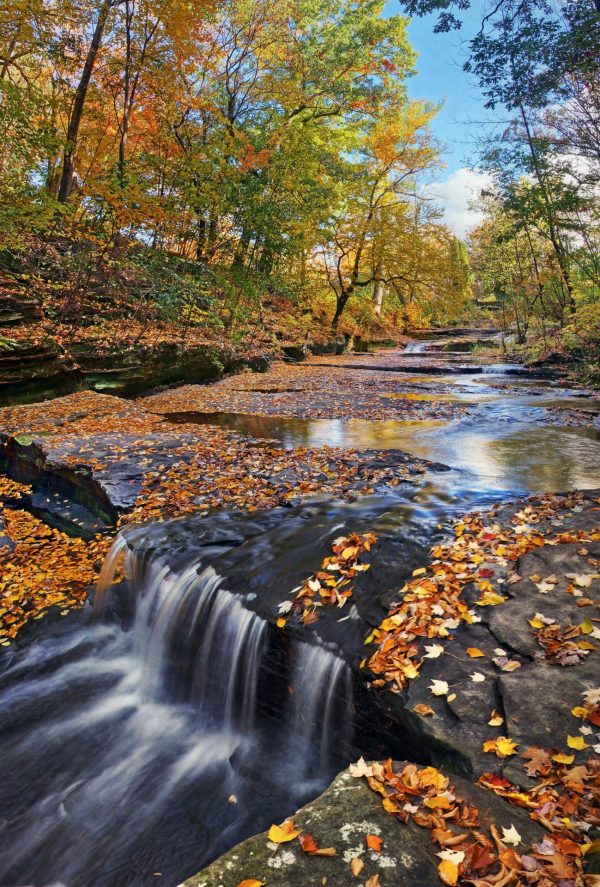 Nature | Splendor at Skillet Creek Wall Mural Forests Forests