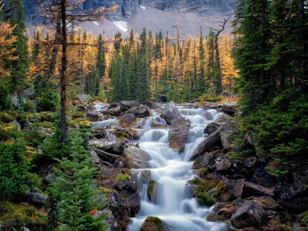 Nature | Stream Flows Past Fall Colored Larch Trees Wall Mural Landscapes & Scenic Landscapes & Scenic