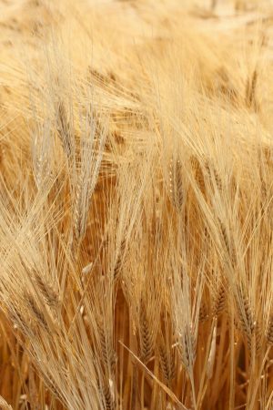 Nature | Wheat (Vertical) Wallpaper Mural Colors Colors