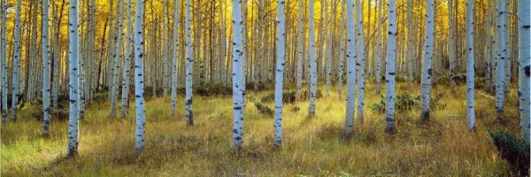 Panoramic | Aspens, Ashley National Forest, UT Mural Wallpaper Forests Forests