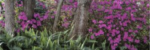 Panoramic | Azaleas In Bloom Wall Mural Panoramic Panoramic