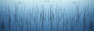 Panoramic | Blowering Dam Reeds, Australia – Panoramic Wall Mural Panoramic Panoramic