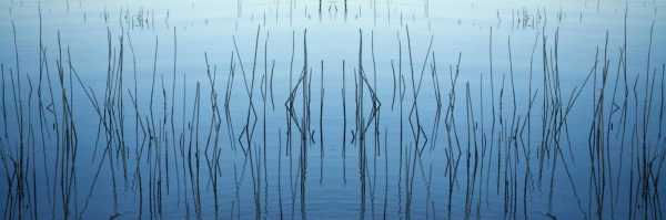 Panoramic | Blowering Dam Reeds, Australia – Panoramic Wall Mural Panoramic Panoramic