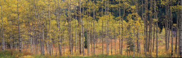 Panoramic | Golden Aspen Glory Wallpaper Mural Forests Forests