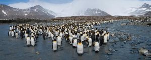 Panoramic | King Penguins On South Georgia Island Wall Mural Animals Animals