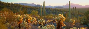 Panoramic | Sonoran Desert, Organ Pipe Cactus National Monument, AZ Wall Mural Panoramic Panoramic