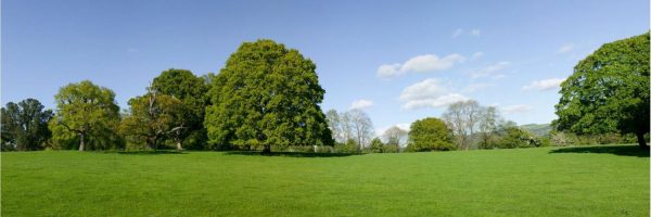 Panoramic | Woodland Meadow Wallpaper Mural Panoramic Panoramic