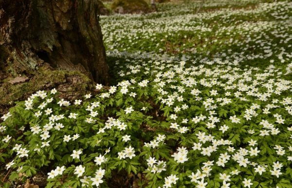 Seasonal | Anemone Forest Floor Mural Wallpaper Flowers Flowers