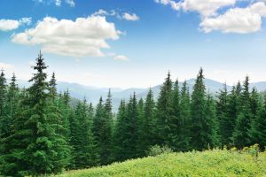 Seasonal | Beautiful Pine Trees Wallpaper Mural Forests Forests