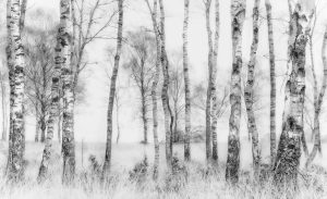 Seasonal | Black And White Trees Wall Mural Seasonal Seasonal