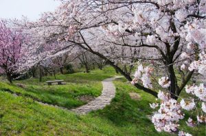 Seasonal | Cherry Blossom Grove Wall Mural Flowers Flowers