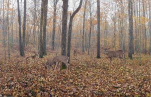 Seasonal | Deer Forest-Fog Mural Wallpaper Animals Animals