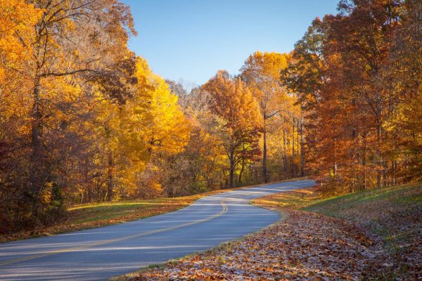 Seasonal | Fall Road Wall Mural Landscapes & Scenic Landscapes & Scenic