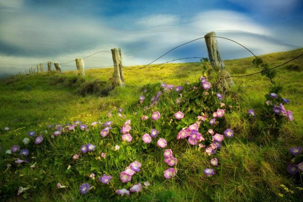 Seasonal | Fenceline And Morning Glory Flowers Wall Mural Flowers Flowers