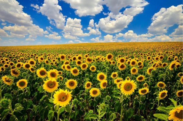 Seasonal | Field Of Blooming Sunflowers Wallpaper Mural Flowers Flowers