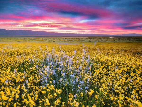 Seasonal | Field Of Hillside Daisies And Blue Native Mustard Carrizo Wallpaper Mural Flowers Flowers