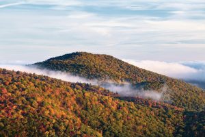 Seasonal | Fog Rolls Down Wall Mural Forests Forests