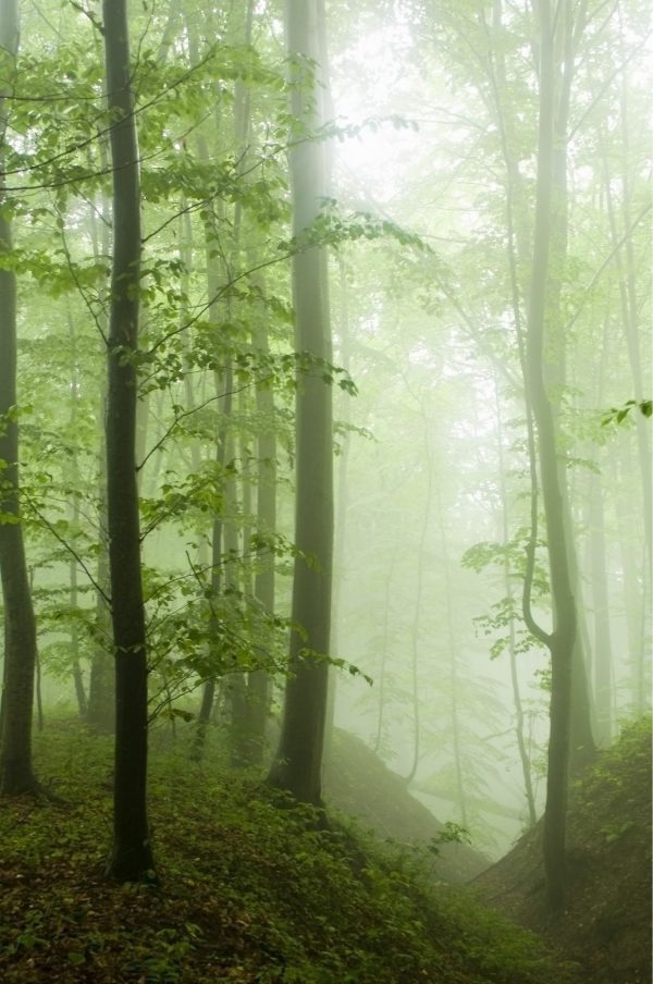 Seasonal | Misty Beech Forest Mural Wallpaper Forests Forests