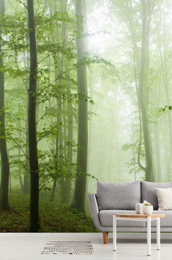 Seasonal | Misty Beech Forest Mural Wallpaper Forests Forests