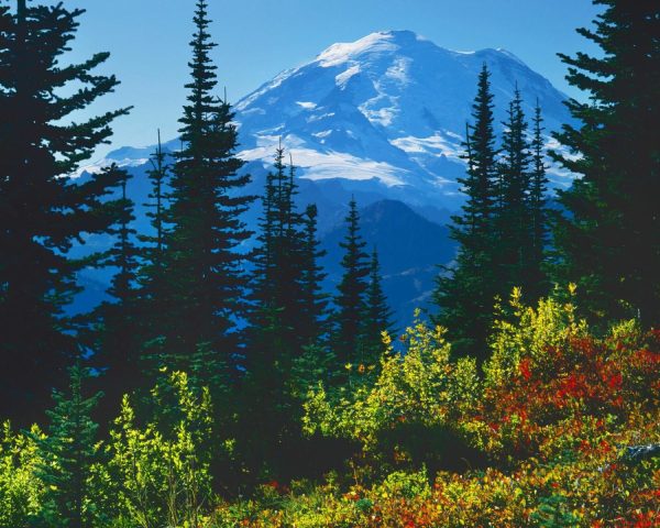 Seasonal | Mt. Rainier Above Autumn Huckleberry Wallpaper Mural Landscapes & Scenic Landscapes & Scenic