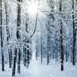 Seasonal | Snowy Winter Forest Mural Wallpaper Forests Forests