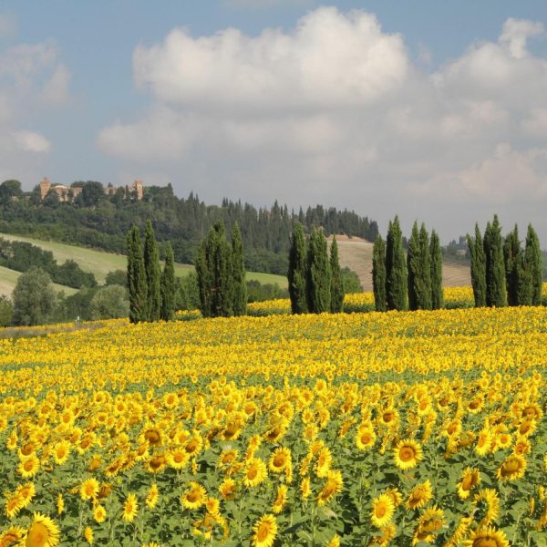 Seasonal | Tuscan Scenery With Sunflowers And Cypresses Wall Mural Flowers Flowers