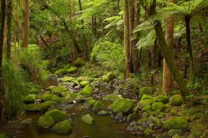 Seasonal | Waikoromiko Stream & Forest Wallpaper Mural Forests Forests