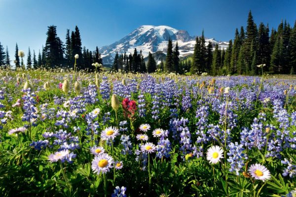 Seasonal | Wildflowers, Mt Rainier Wall Mural Flowers Flowers