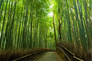 Styles | Kyoto Bamboo Grove Wall Mural Colors Colors