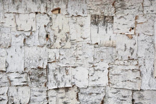 Styles | Pieces Of Birch Bark Wallpaper Mural Colors Colors