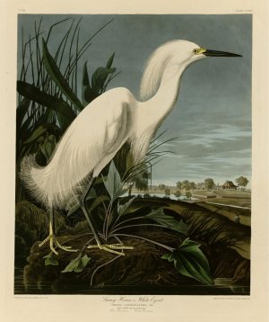 Styles | Snowy Heron Egret Wallpaper Mural Animals Animals