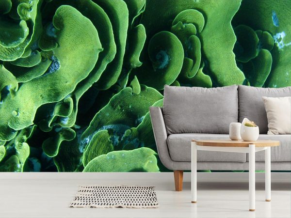 Textures & Backgrounds | Cabbage Coral Wall Mural Textures & Backgrounds Textures & Backgrounds