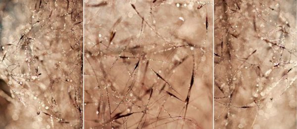 Textures & Backgrounds | Crystalized Grasses Wall Mural Textures & Backgrounds Textures & Backgrounds