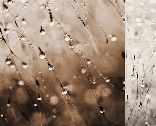 Textures & Backgrounds | Dripping Grasses 2 Mural Wallpaper Textures & Backgrounds Textures & Backgrounds