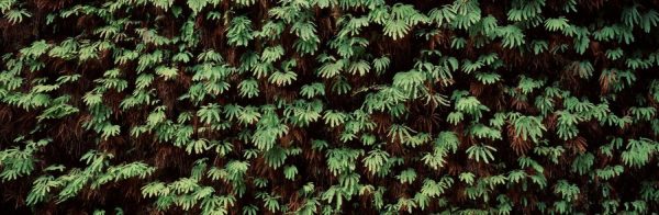 Textures & Backgrounds | Fern Canyon Wall Mural Panoramic Panoramic