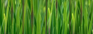 Textures & Backgrounds | Green Grass Gradient Wallpaper Mural Textures & Backgrounds Textures & Backgrounds