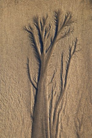 Textures & Backgrounds | Sand Tree Wall Mural Textures & Backgrounds Textures & Backgrounds