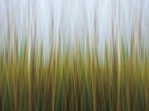 Textures & Backgrounds | Seagrass Canvas Wallpaper Mural Textures & Backgrounds Textures & Backgrounds