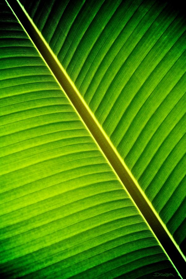 Textures & Backgrounds | Tropical Shade Wallpaper Mural Textures & Backgrounds Textures & Backgrounds